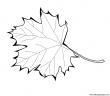 dibujo-arboles-hojas-027