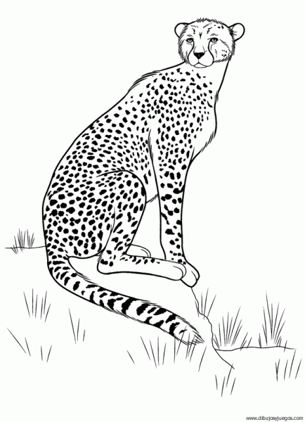 dibujo-de-leopardo-006.gif