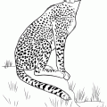 dibujo-de-leopardo-006