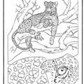 dibujo-de-leopardo-008