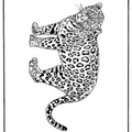 dibujo-de-leopardo-009