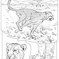 dibujo-de-leopardo-014