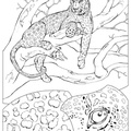 dibujo-de-leopardo-016