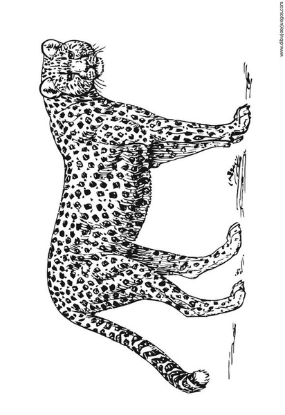 dibujo-de-leopardo-017.jpg
