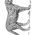 dibujo-de-leopardo-017