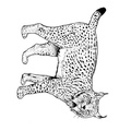 dibujo-de-leopardo-026