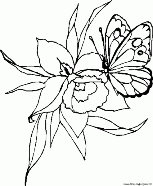 dibujo-de-mariposa-031.gif