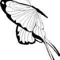 dibujo-de-mariposa-033