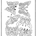 dibujo-de-mariposa-034