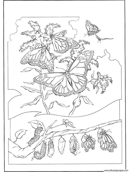dibujo-de-mariposa-035.jpg