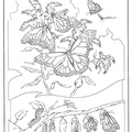 dibujo-de-mariposa-035
