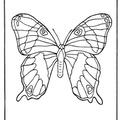 dibujo-de-mariposa-036
