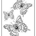 dibujo-de-mariposa-040