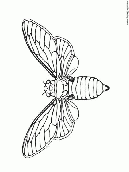dibujo-de-mariposa-055.gif