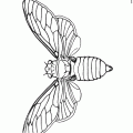 dibujo-de-mariposa-055