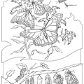 dibujo-de-mariposa-062