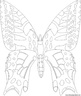 dibujo-de-mariposa-063