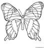 dibujo-de-mariposa-069