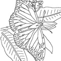 dibujo-de-mariposa-109