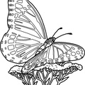 dibujo-de-mariposa-112