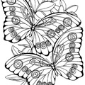 dibujo-de-mariposa-116