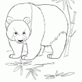 dibujo-de-oso-panda-005