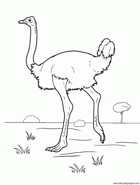 dibujo-de-avestruz-004.gif