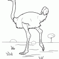 dibujo-de-avestruz-004