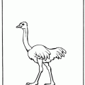 dibujo-de-avestruz-006