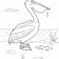 dibujo-de-pelicano-003