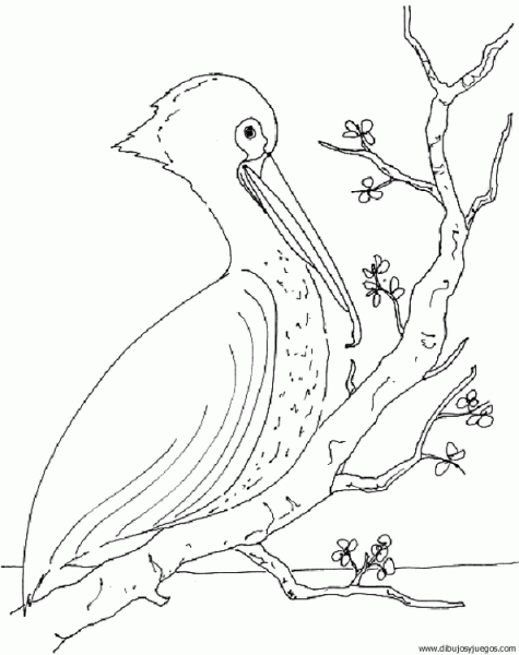 dibujo-de-pelicano-004.gif