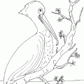 dibujo-de-pelicano-004