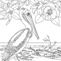 dibujo-de-pelicano-005