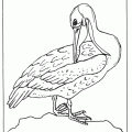dibujo-de-pelicano-007