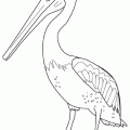 dibujo-de-pelicano-009