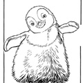 dibujo-de-pinguino-006