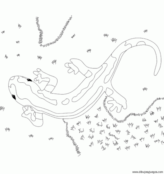dibujo-de-salamandra-005.gif