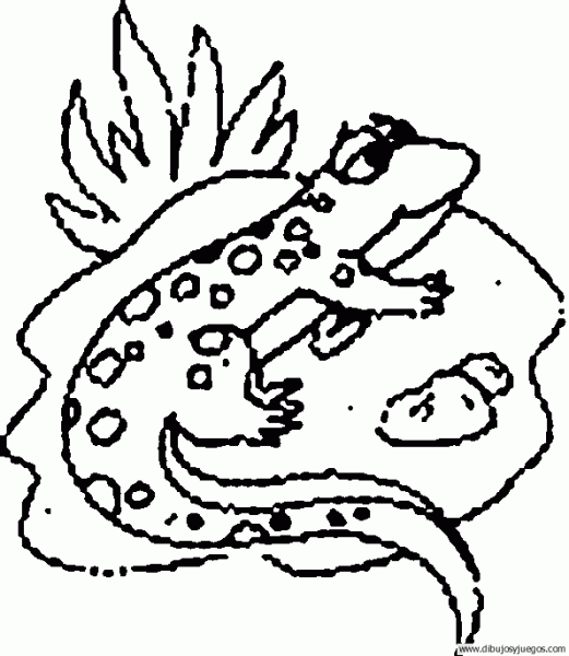 dibujo-de-salamandra-007.gif