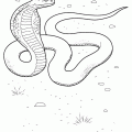 dibujo-de-serpiente-003