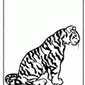 dibujo-de-tigre-004