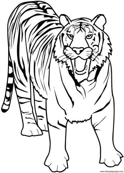 dibujo-de-tigre-006.jpg