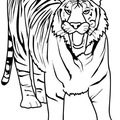 dibujo-de-tigre-006