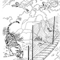 dibujo-de-tigre-007