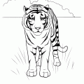 dibujo-de-tigre-019