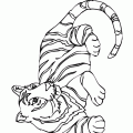dibujo-de-tigre-023