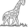 girafa-01