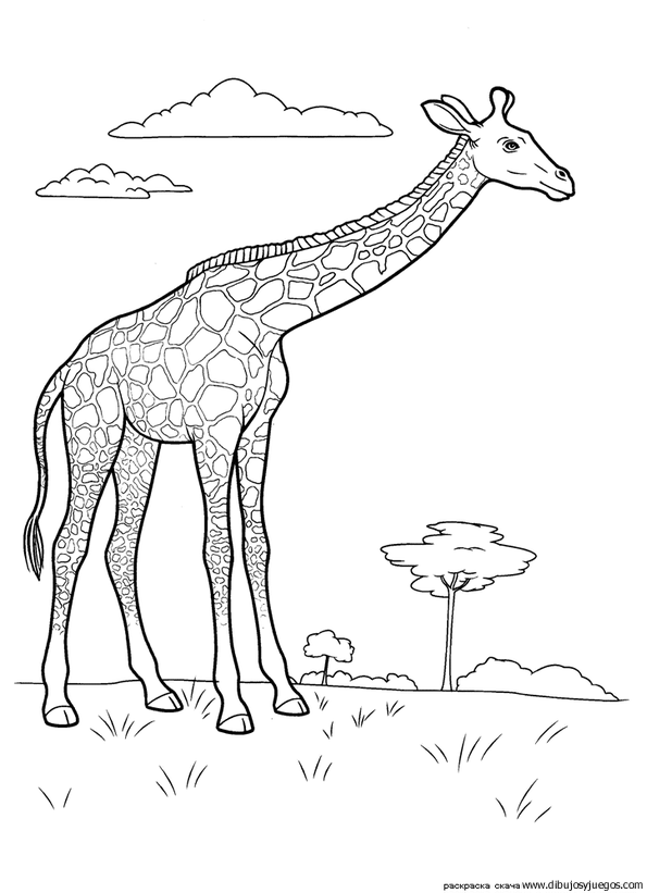 dibujo-de-girafa-020.gif