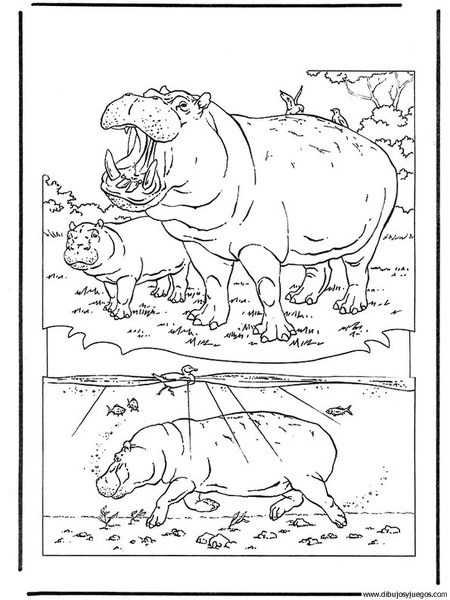 dibujo-de-hipopotamo-014.jpg