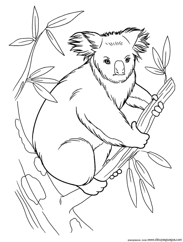 dibujo-de-koala-007.gif