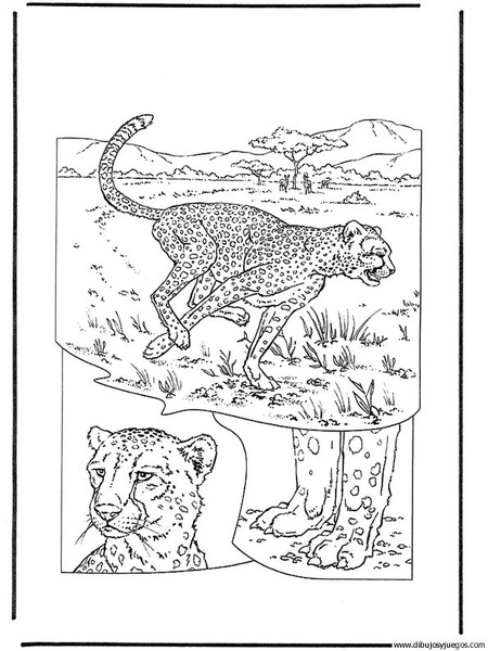 dibujo-de-leopardo-002.jpg